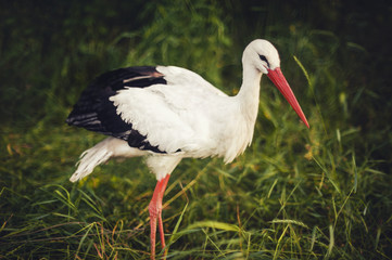 Naklejka na ściany i meble white stork on green grass
