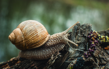 snail on the tree