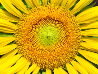 beutiful close-up sunflower