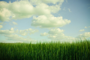 Green wheat field and cloud sky