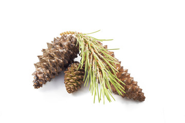 fir cones