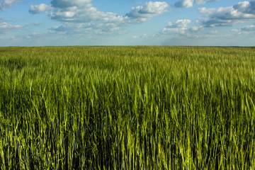 Green wheat field and cloud sky