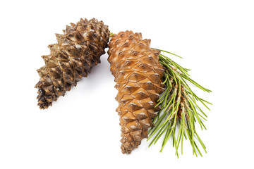 fir cones