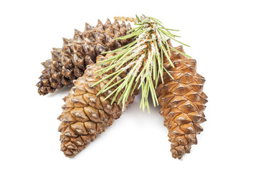 fir cones