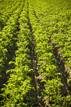 Green popato field