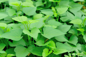  sweet potato crops grow in garden 
