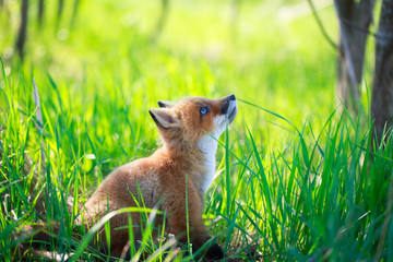 red fox pup