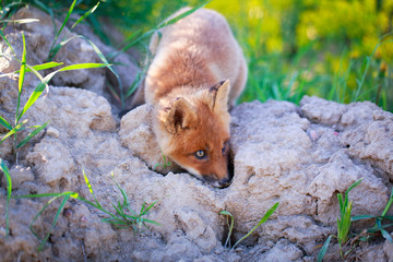 red fox pup