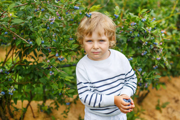 3 years boy picking blueberries on organic berry field