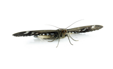 moth isolated on white
