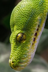 Naklejka premium Grüner Baumpython