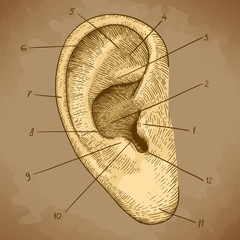 vector engraving human ear in retro style