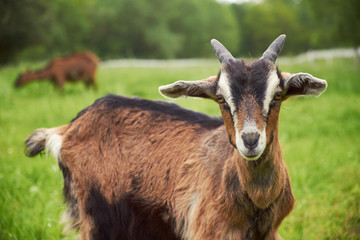 Goat - 66432123