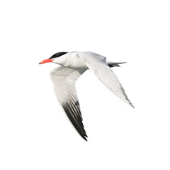 Tern in flight