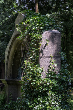 Alter Friedhof, Grabstein mit Efeu