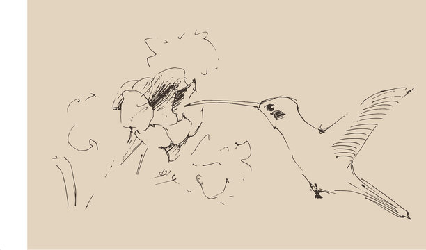 humming-bird, illustration, engraved  style
