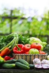 Aluminium Prints Vegetables Fresh organic vegetables in wicker basket in the garden