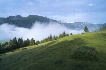 Alpejska łąka we mgle,Słowenia