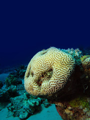 Brain Coral (Platygyra daedalea)