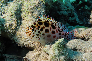 pixie hawkfish (cirrhitichthys oxycephalus)