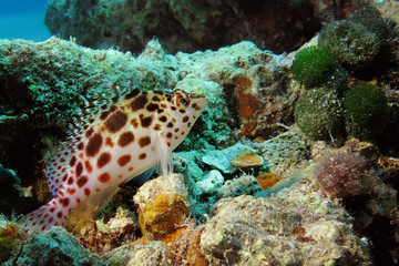 pixie hawkfish (cirrhitichthys oxycephalus)