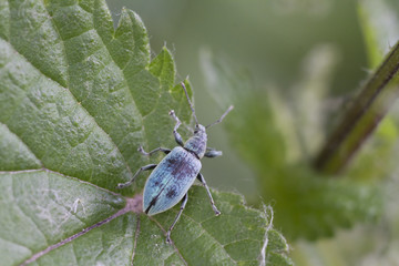 Glanzrüssler- Phyllobius pomaceus