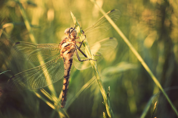 Dragonfly