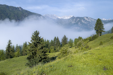 Górska łąka w Alpach Słoweńskich
