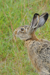 Feldhase