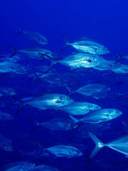 Shoal of trevally fish