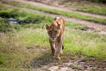 lion