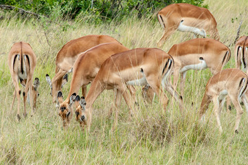 impala