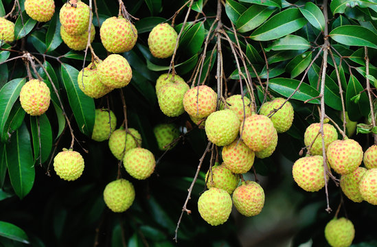 lychee fruits grow on tree