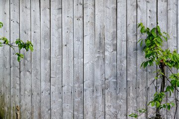 old wood wall