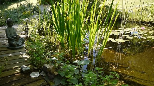 Gartenteich Teich Seerosen