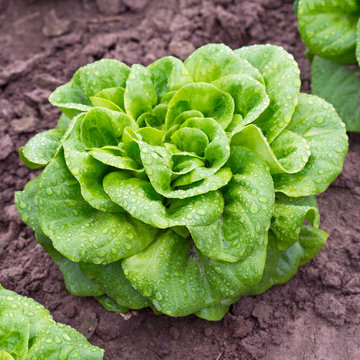 Salanova Kopfslat Aquino grün - Schnittsalat - Pflücksalat