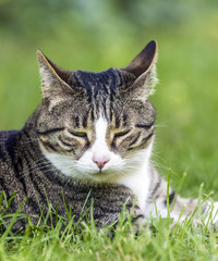 Cat lies on the grass