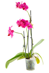 Naklejka na ściany i meble Purple orchid. Room flower in transparent flowerpot