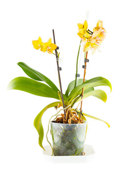 Yellow orchid. Room flower in transparent flowerpot