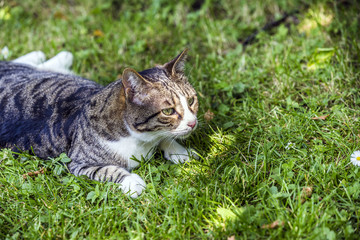 Cat lies on the grass