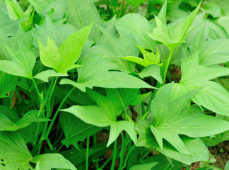 Obraz premium sweet potato crops grow in garden 