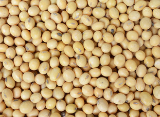 soy bean pattern as background