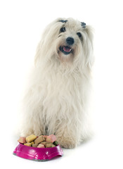 eating coton de tulear