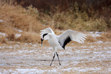 Japanese crane (Grus Japonensis) in Hokkaido,Japan