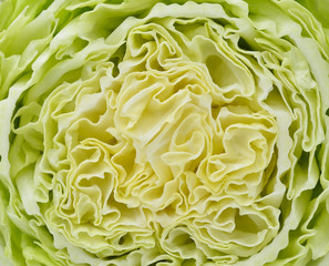 Slice of fresh chinese cabbage. Isolated on a white background