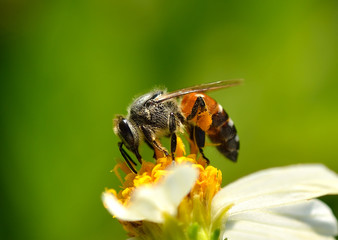 Close up  bees on  flower