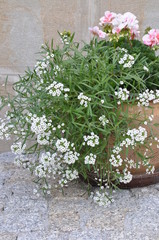 Flowers in the pot outside under the stone wall
