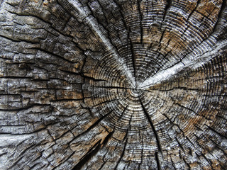 verwittertes Holz - weathered wood