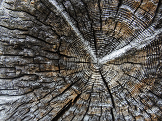Fototapeta premium verwittertes Holz - weathered wood
