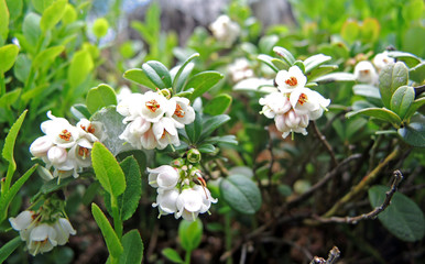 blühende Prsielbeere - Vaccinium vitis-idaea